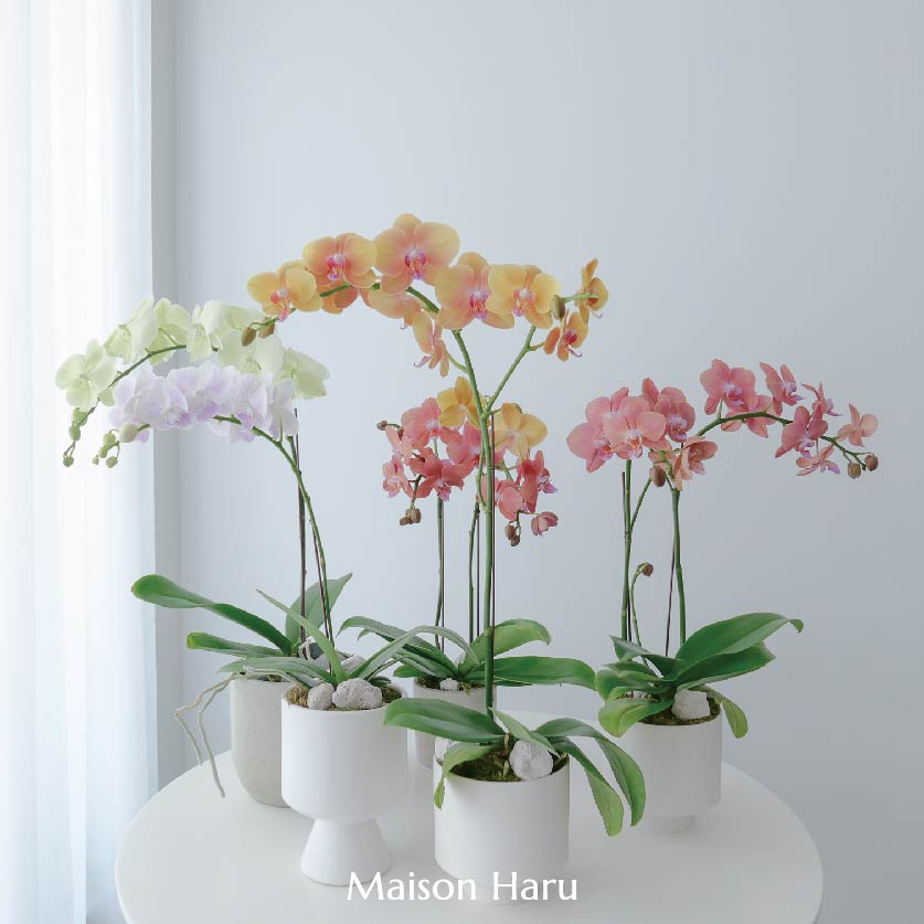 Haru＊Flower／ Maison Haru🌼 (@maisonharu.flower) • Instagram photos and videos