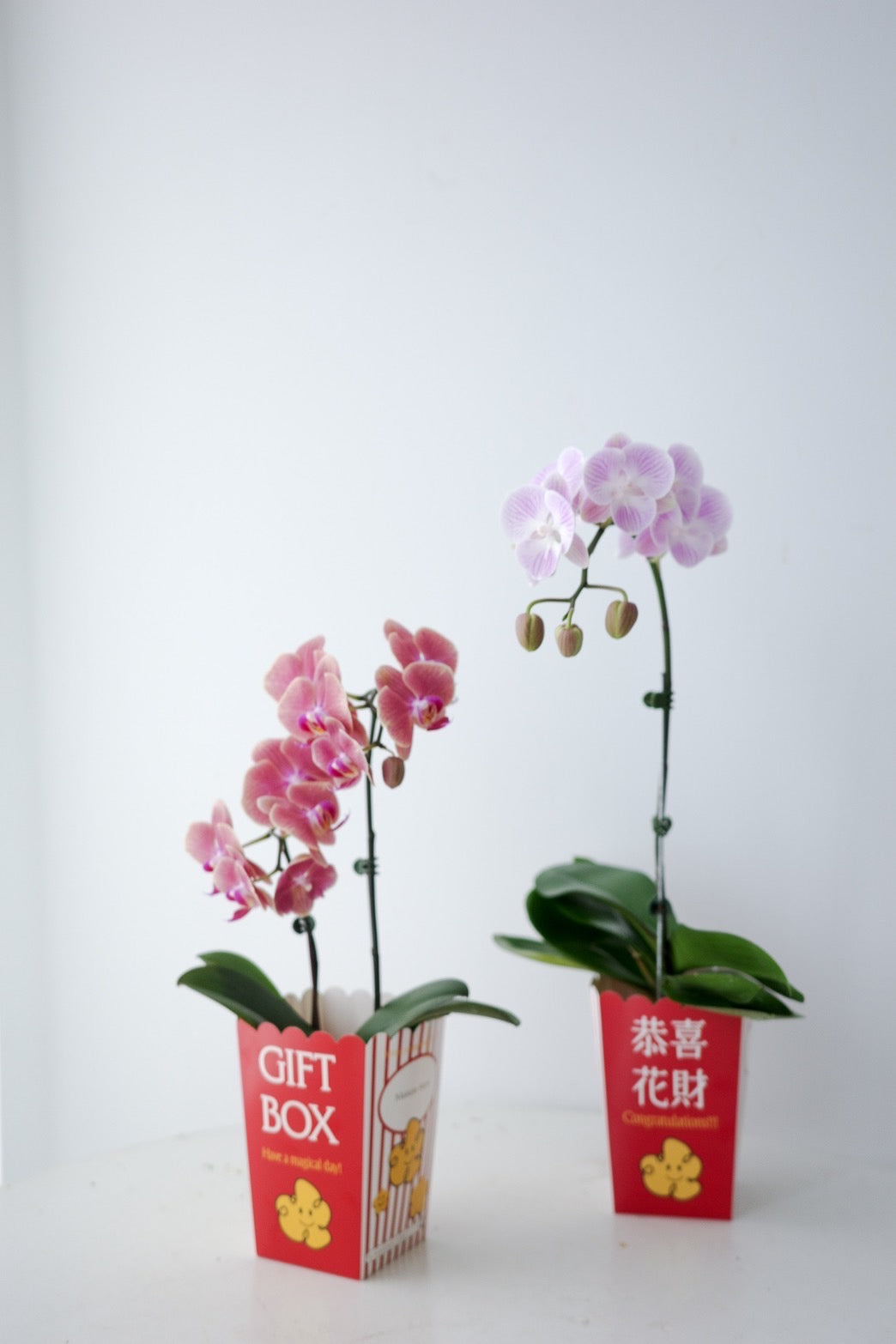 【Orchid】2026 新春蘭花-爆米花盒