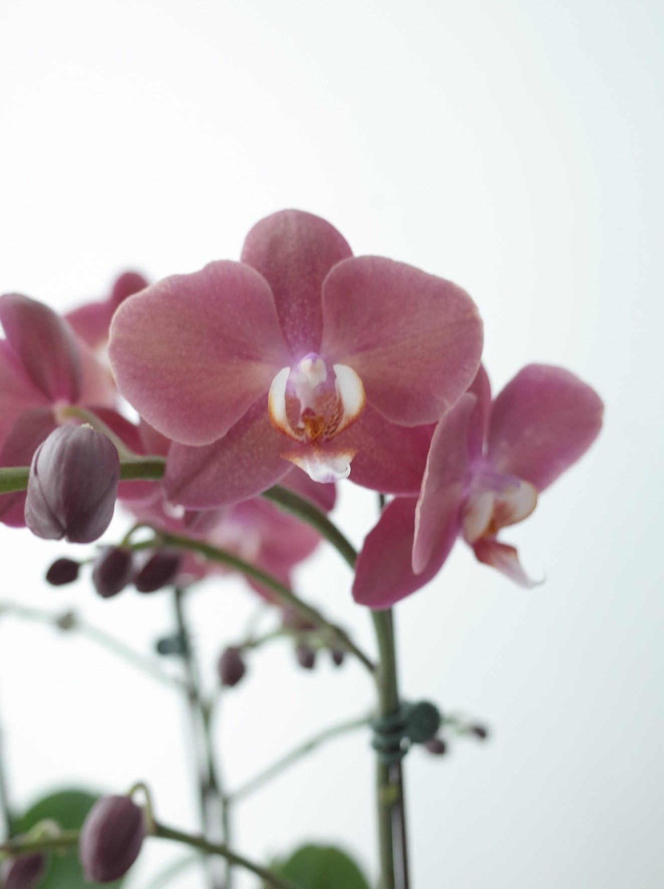 【Orchid】2026 新春蘭花-爆米花盒