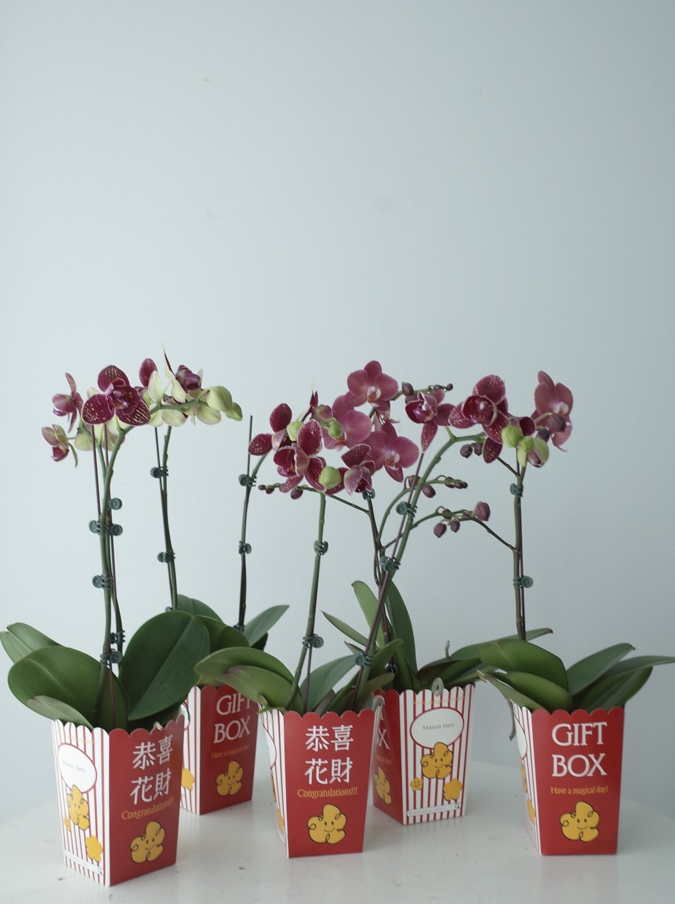 【Orchid】2026 新春蘭花-爆米花盒