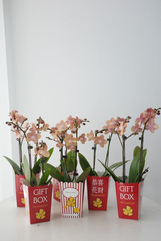 【Orchid】2026 新春蘭花-爆米花盒
