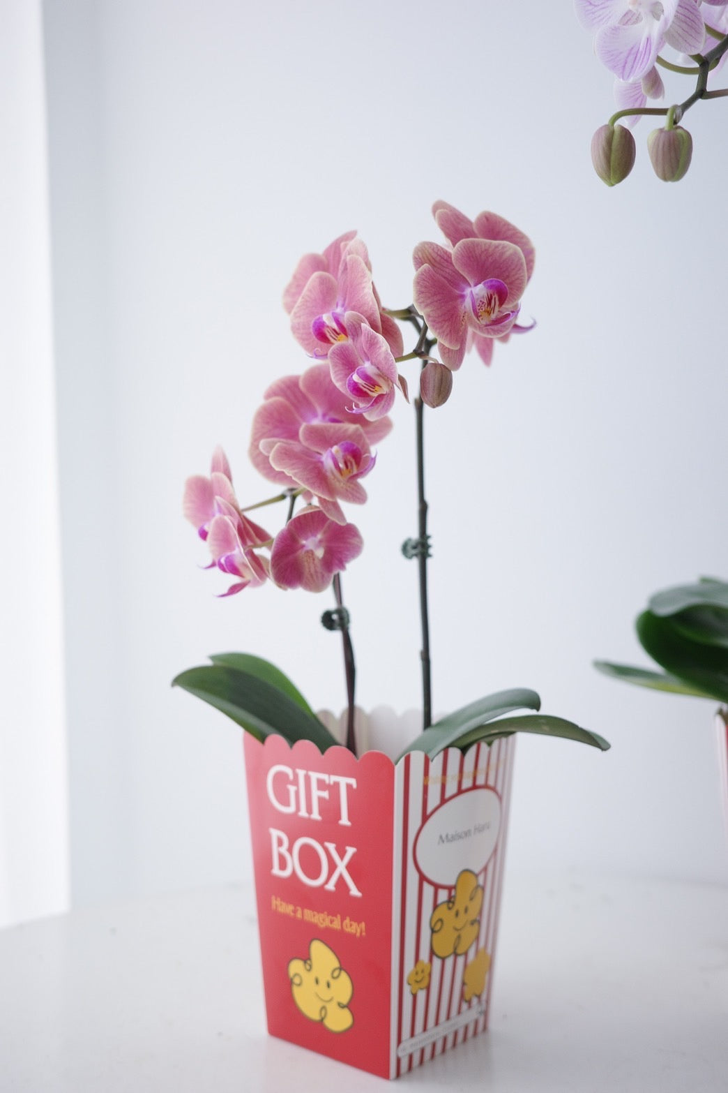 【Orchid】2026 新春蘭花-爆米花盒