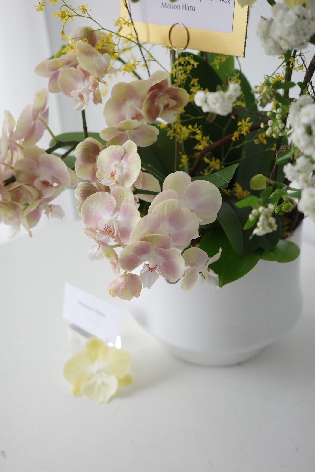 【Orchid】開幕風格蘭花