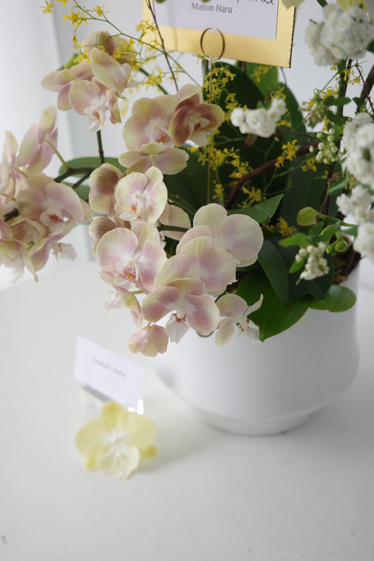 【Orchid】開幕風格蘭花