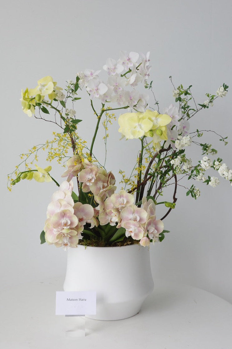 【Orchid】開幕風格蘭花