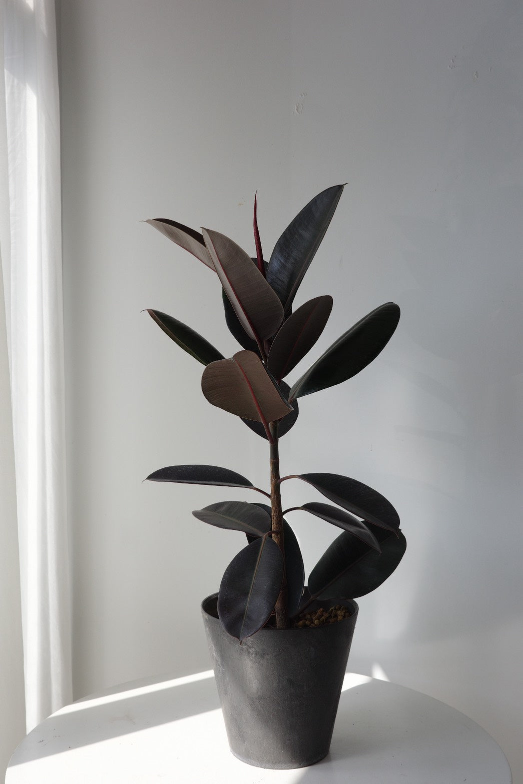 【Plant】黑金剛橡膠樹