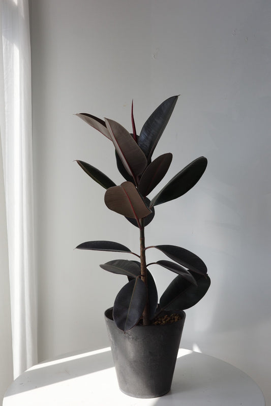 【Plant】黑金剛橡膠樹