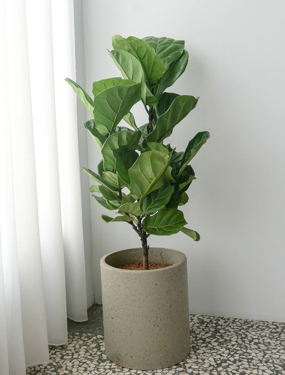 【Plant】琴葉榕