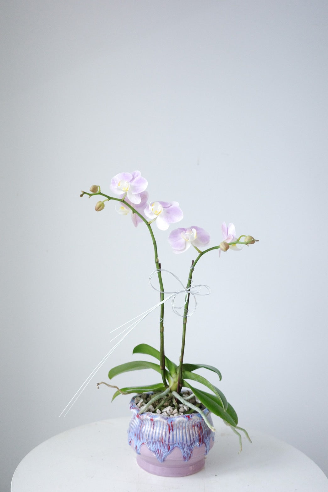 【Orchid】開幕蘭花盆